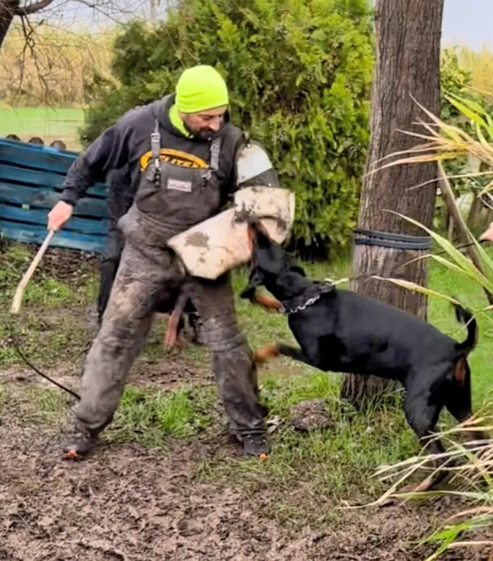 Il figurante col salsicciotto e un Dobermann di Prisconte durante l’addestramento
