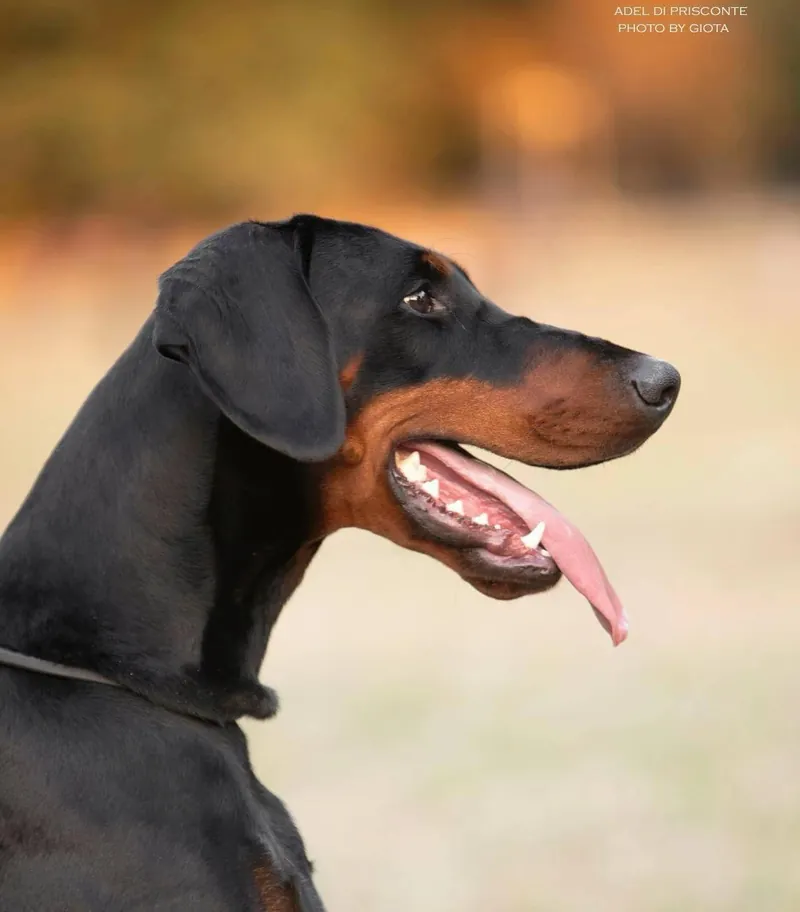 Adel di Prisconte, Dobermann dell’allevamento di Prisconte