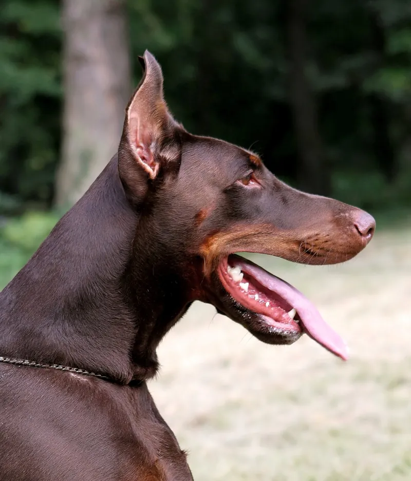 Angus di Prisconte, Dobermann dell’allevamento di Prisconte