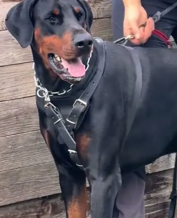 Arnold di Prisconte, Dobermann dell’allevamento di Prisconte