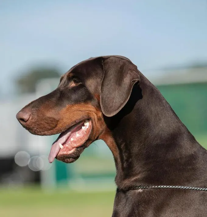 Cristian di Prisconte, Dobermann dell’allevamento di Prisconte