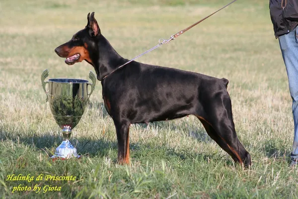 Halinka di Prisconte in posa accanto alla coppa