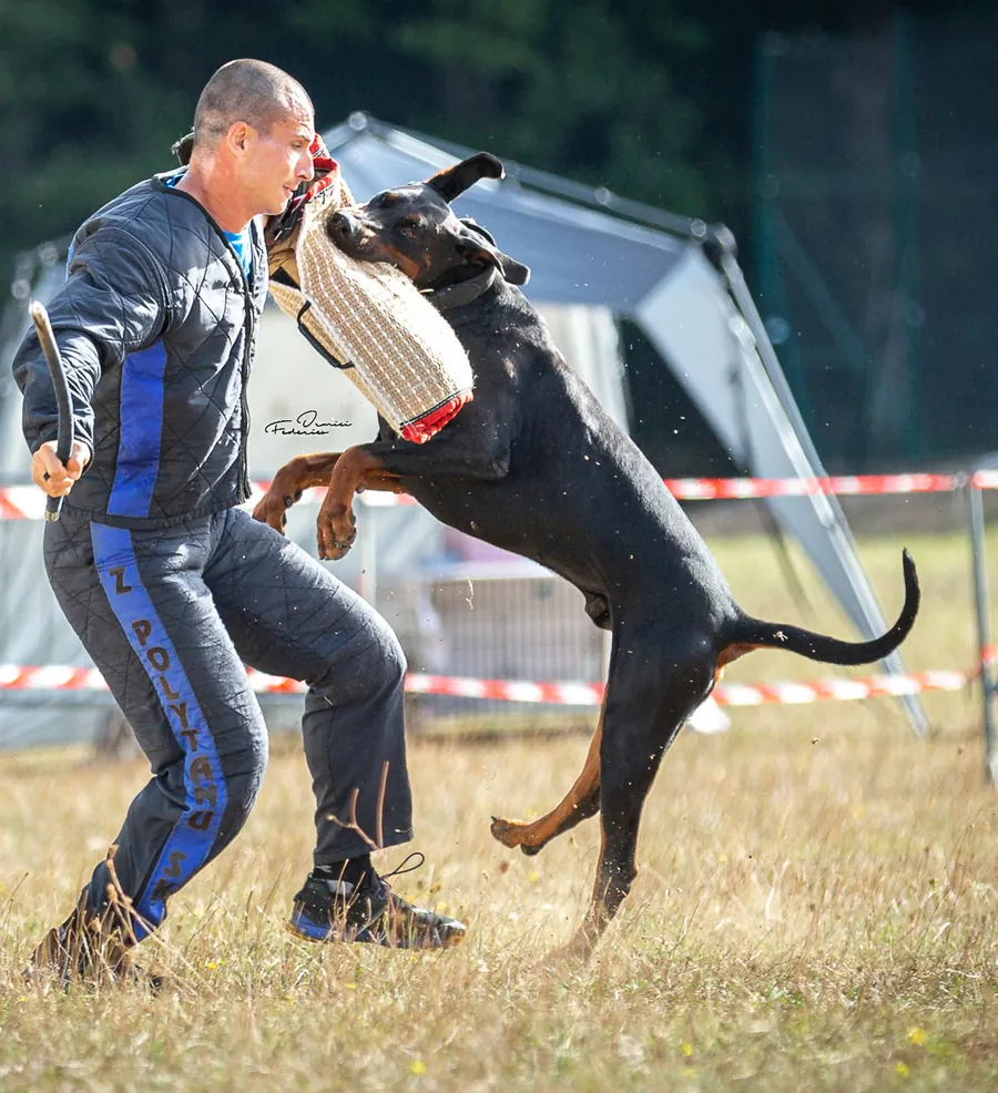 Nadir di Prisconte, Dobermann dell’allevamento di Prisconte