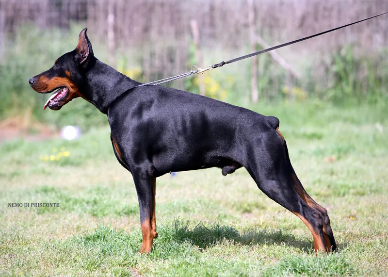 Nemo di Prisconte, Dobermann dell’allevamento di Prisconte