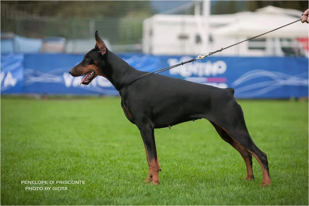 Penelope di Prisconte, Dobermann dell’allevamento di Prisconte