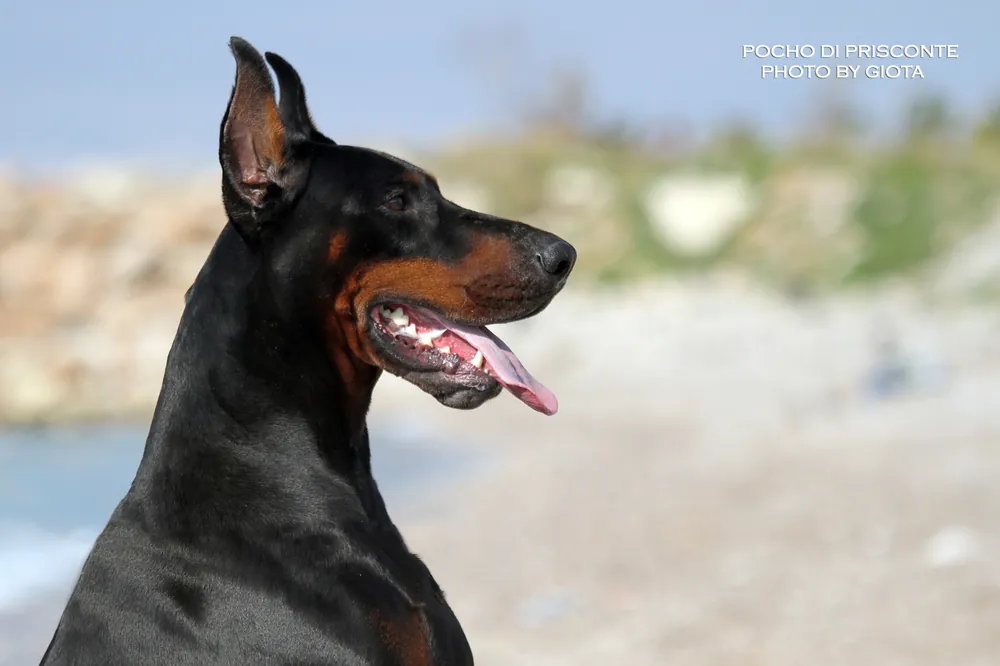 Pocho di Prisconte, Dobermann dell’allevamento di Prisconte