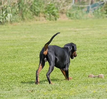 Quantico di Prisconte, Dobermann dell’allevamento di Prisconte