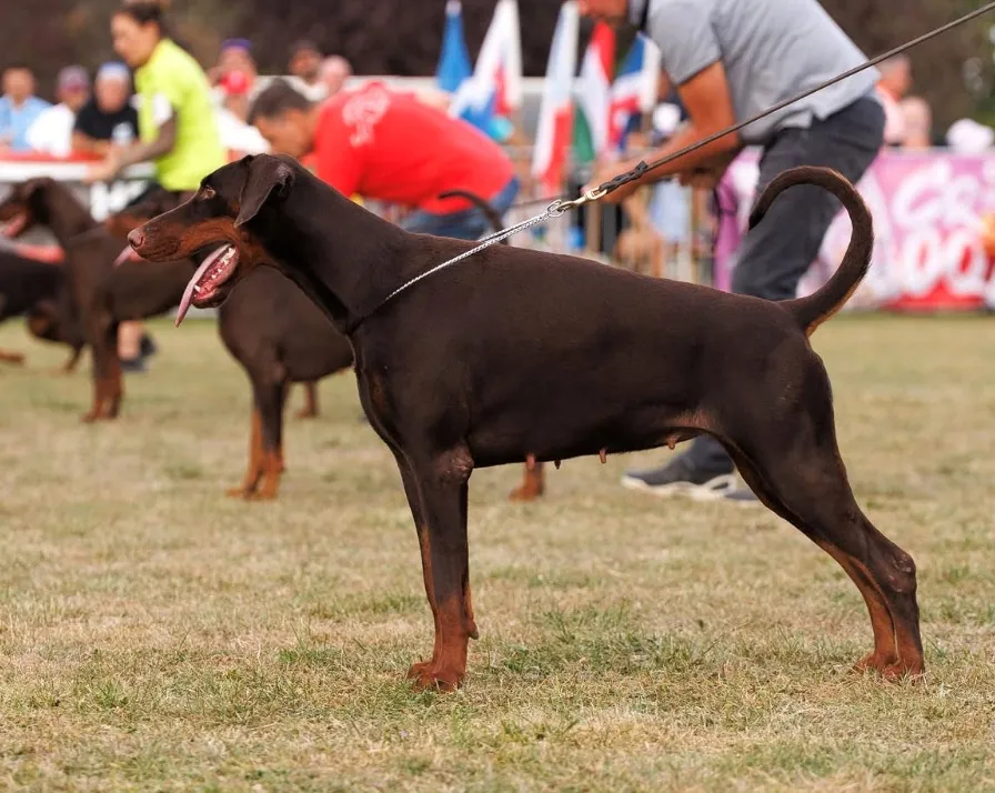 Tempesta di Prisconte, Dobermann dell’allevamento di Prisconte