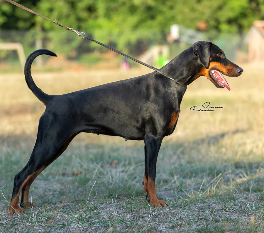 Tipa Tosta di Prisconte, Dobermann dell’allevamento di Prisconte