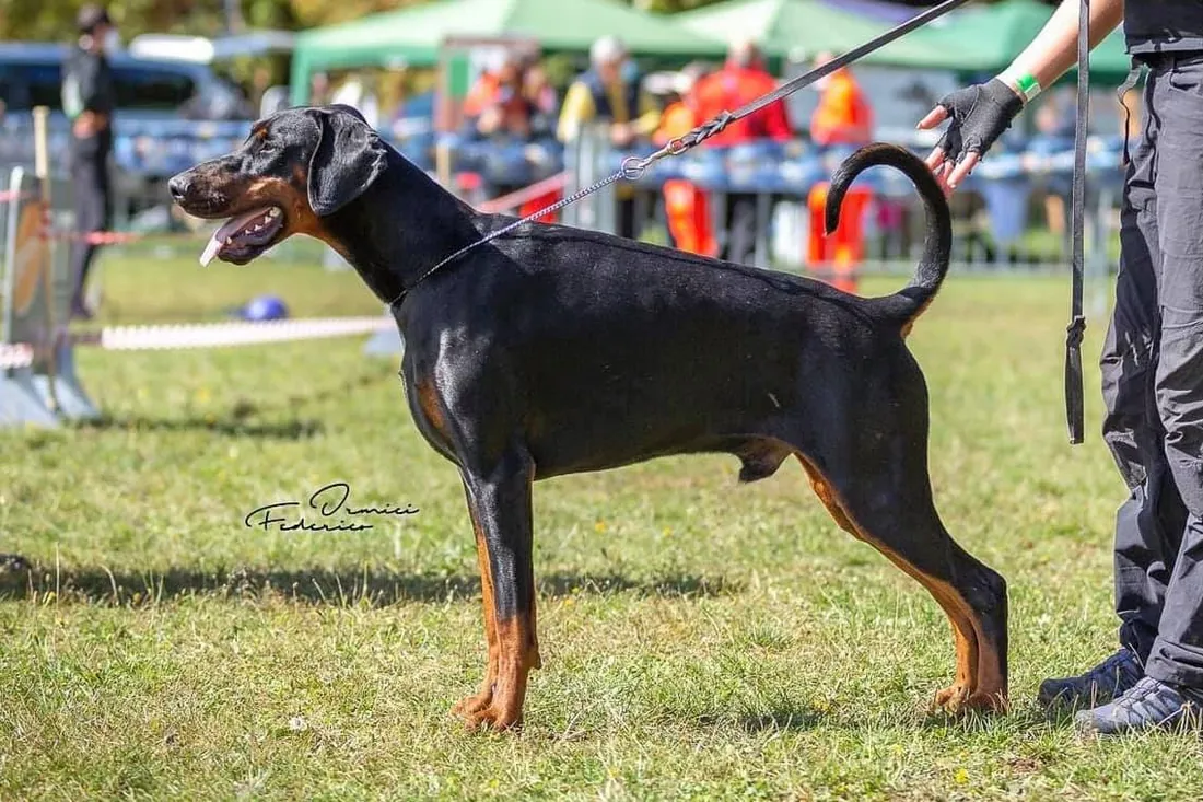 Velvet di Prisconte, Dobermann dell’allevamento di Prisconte