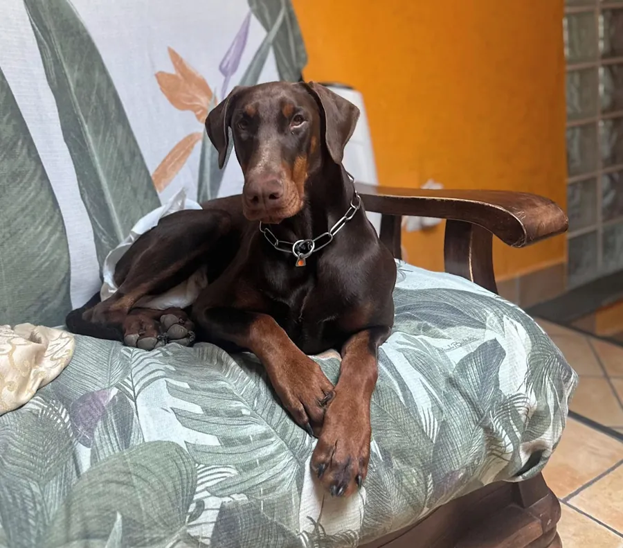 Zendaya di Prisconte, Dobermann dell’allevamento di Prisconte