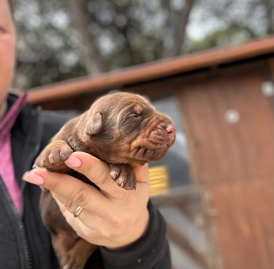 Un cucciolo marrone di Prisconte tenuto in braccio